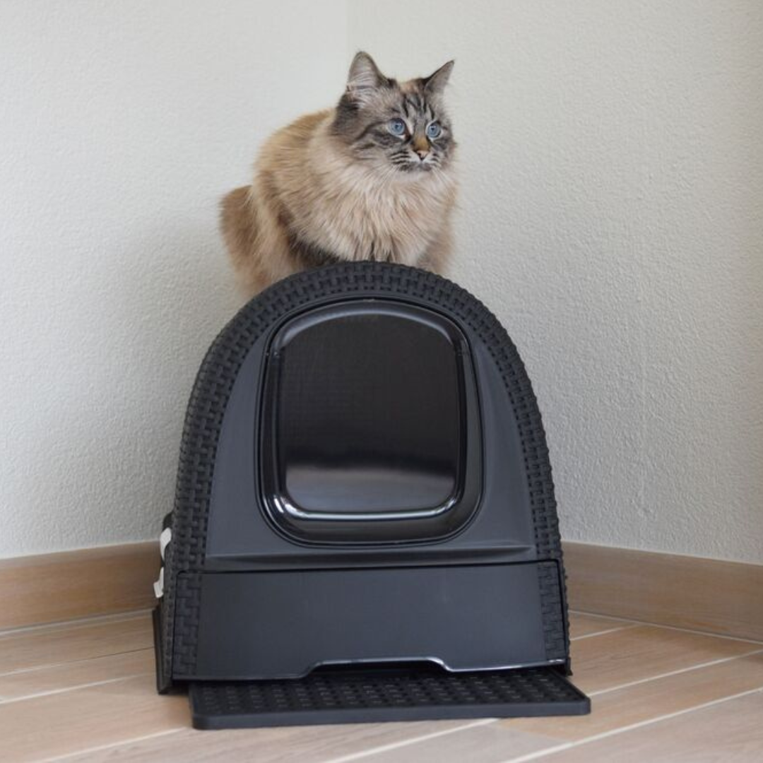 Cat Litter Box | PREORDER AUGUST