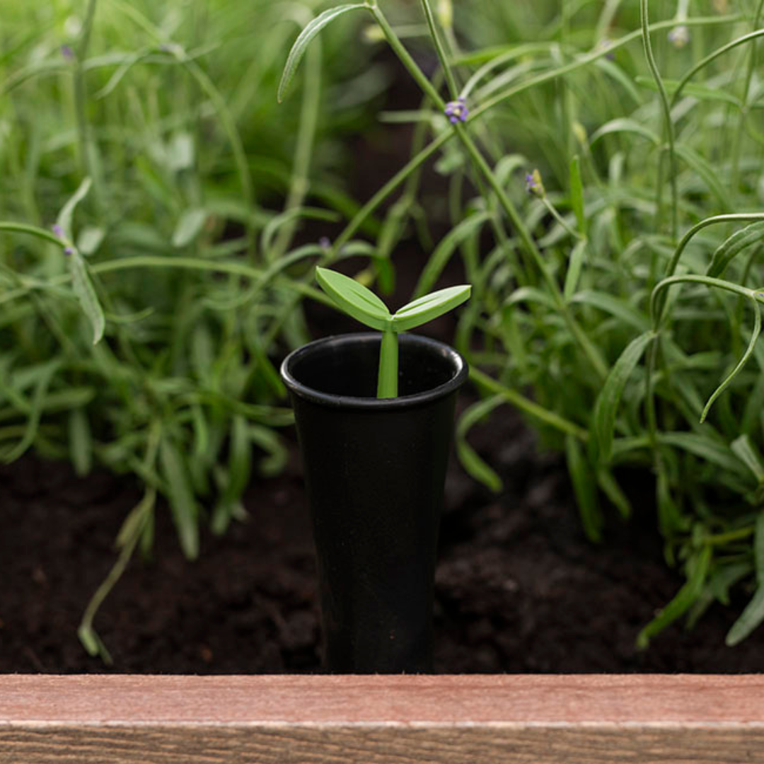 Signature Collection: Garden Bed Ashwood | PREORDER NOVEMBER