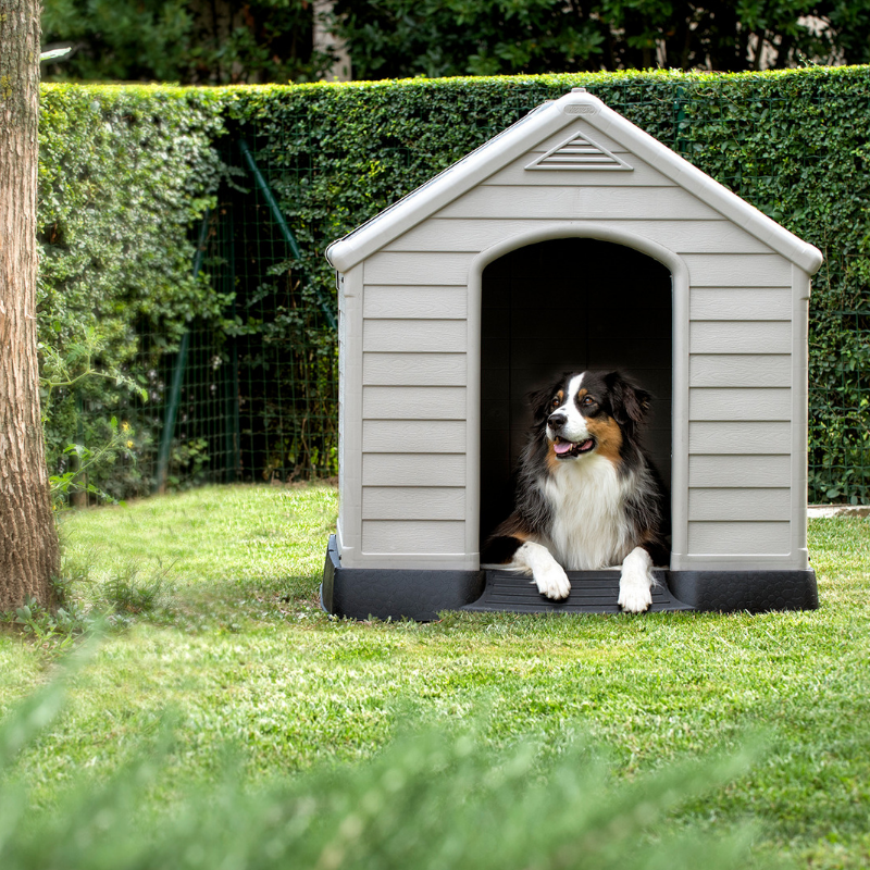 Dog House